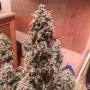 Семена конопли Auto Desfrán® от Dutch Passion